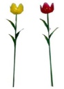 Garden Pick -Tulip-